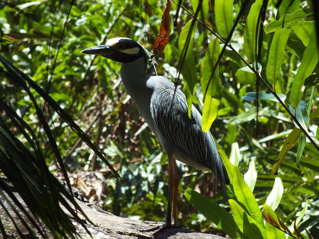 Cabinas Caribe Luna Cahuita Kültér fotó