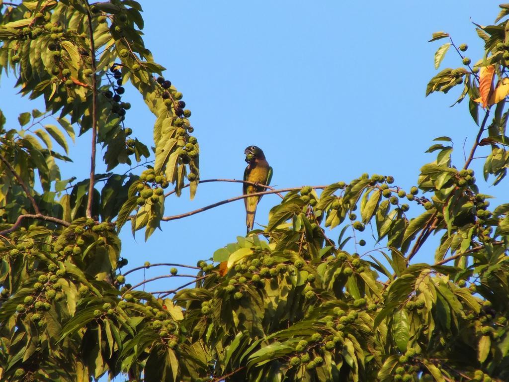 Cabinas Caribe Luna Cahuita Kültér fotó