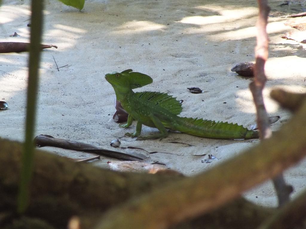 Cabinas Caribe Luna Cahuita Kültér fotó