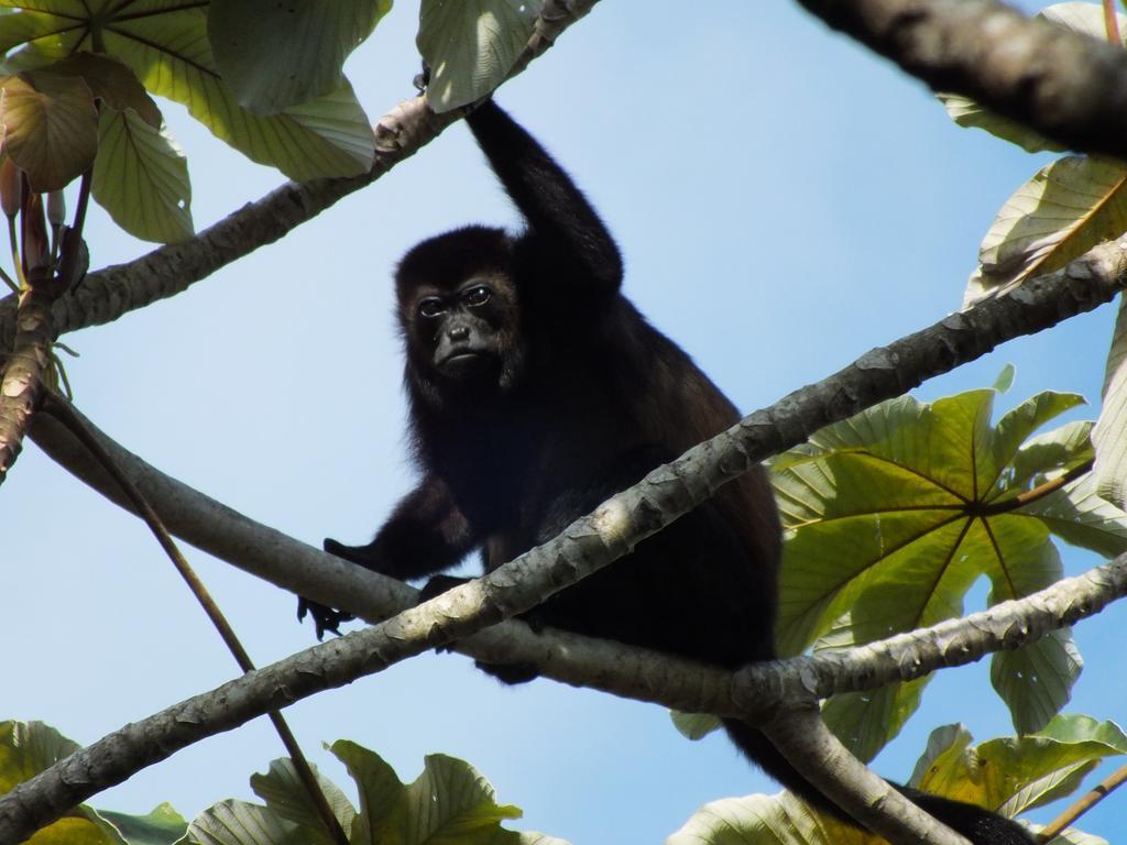 Cabinas Caribe Luna Cahuita Kültér fotó