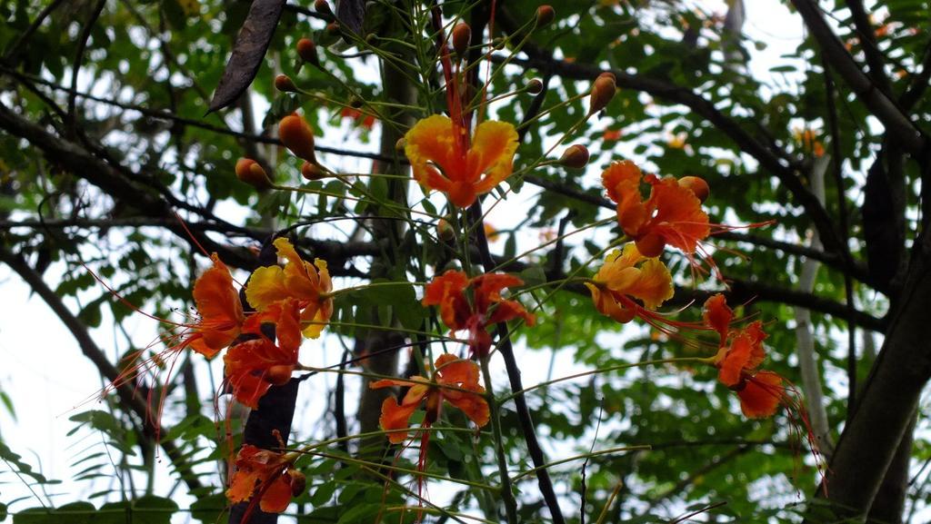 Cabinas Caribe Luna Cahuita Kültér fotó