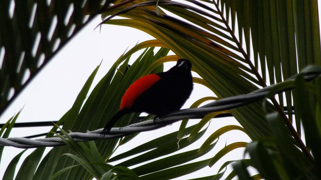 Cabinas Caribe Luna Cahuita Kültér fotó
