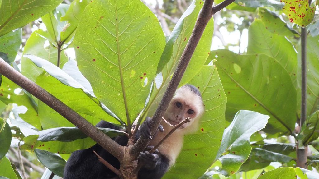 Cabinas Caribe Luna Cahuita Kültér fotó