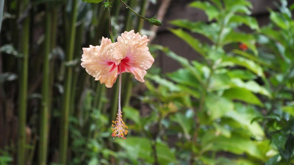 Cabinas Caribe Luna Cahuita Kültér fotó