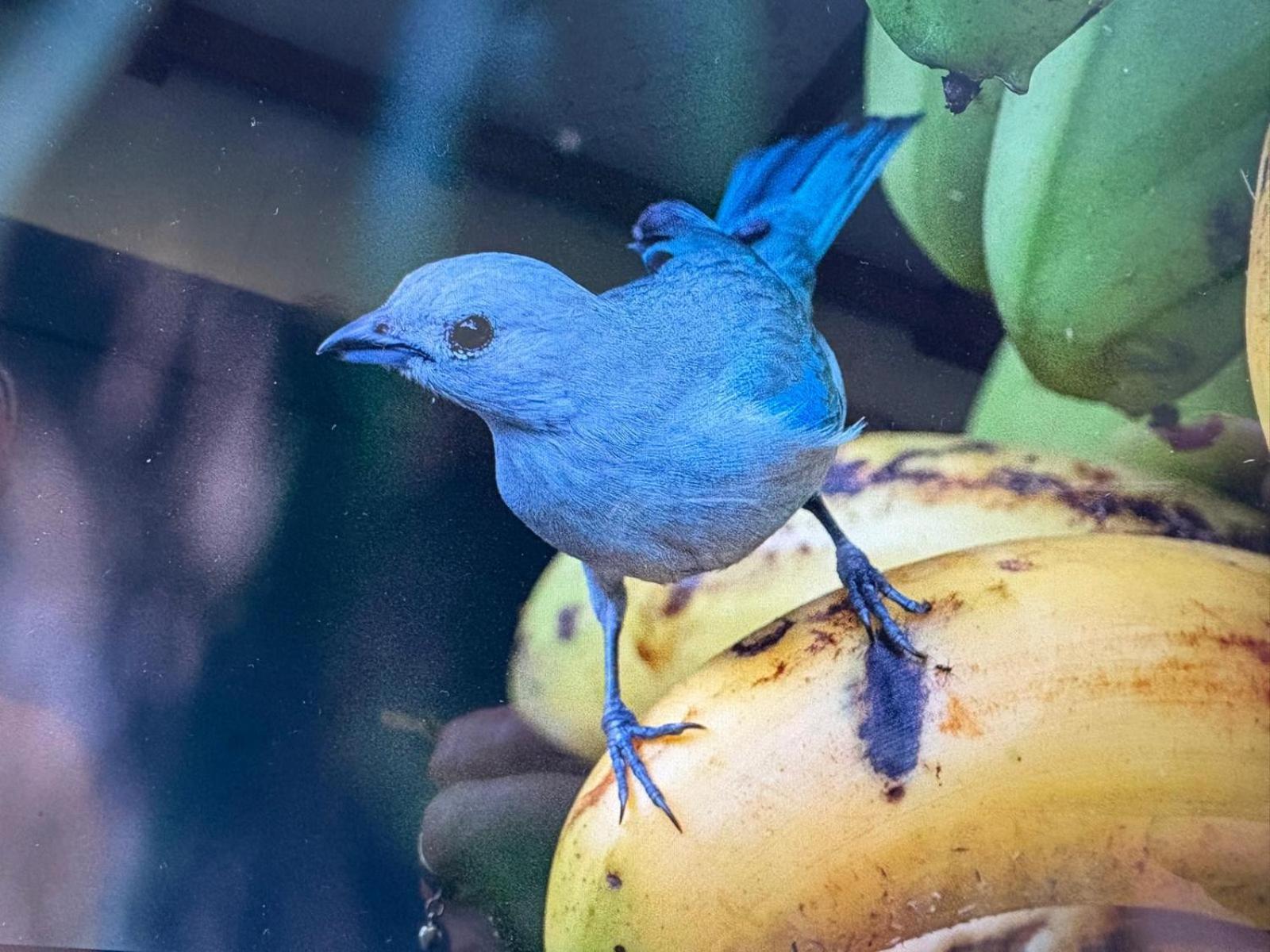 Cabinas Caribe Luna Cahuita Kültér fotó