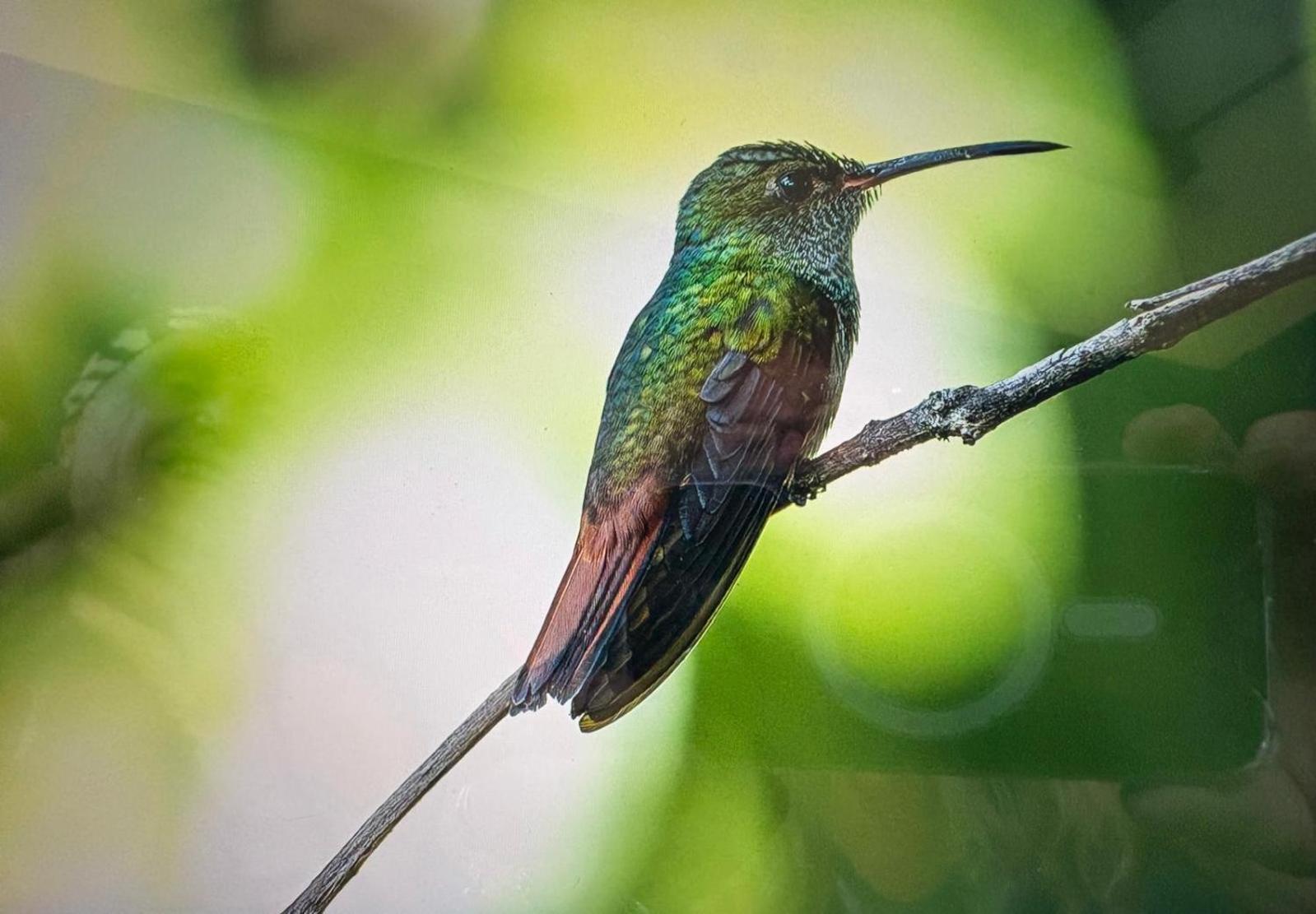 Cabinas Caribe Luna Cahuita Kültér fotó