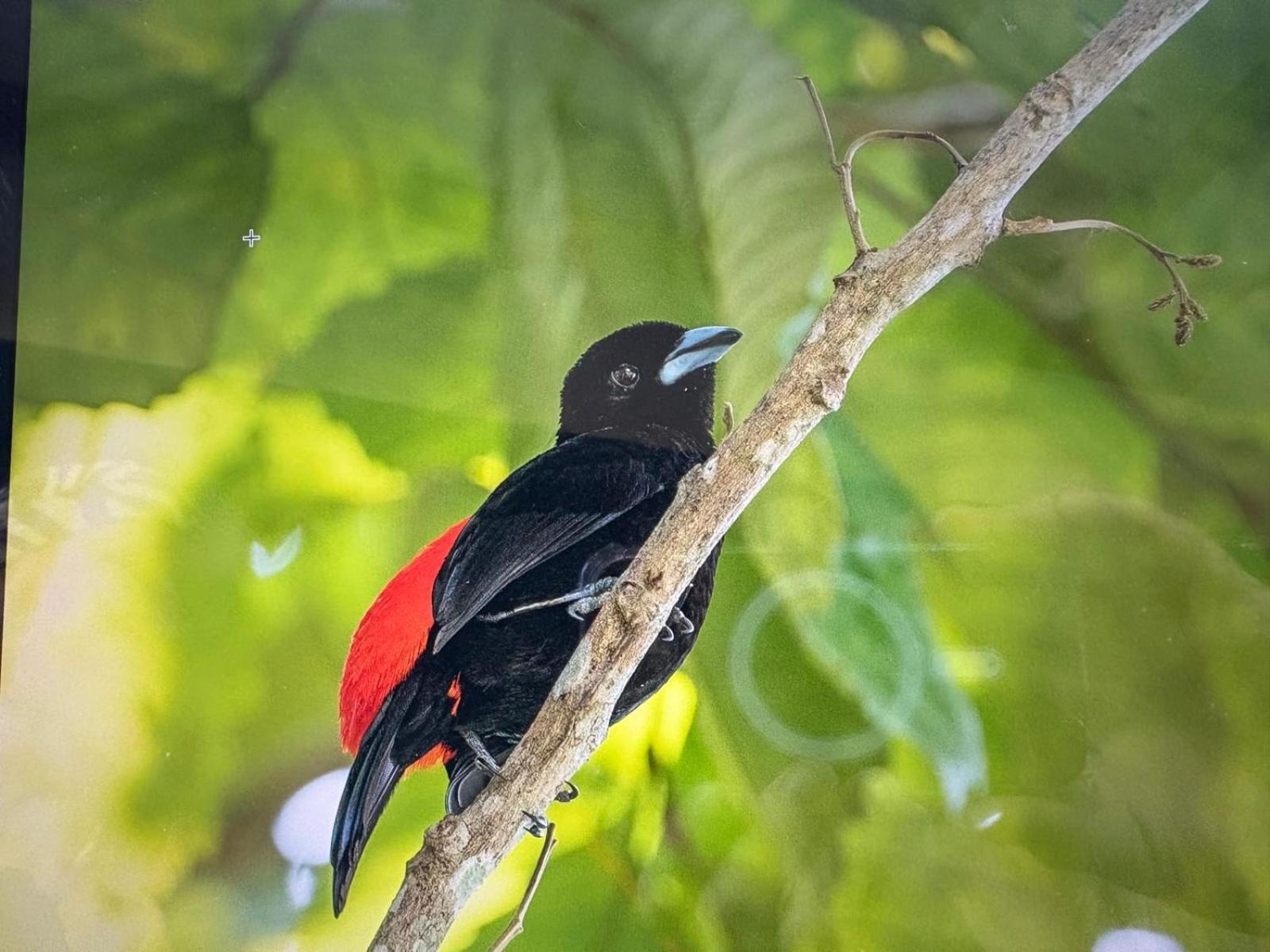 Cabinas Caribe Luna Cahuita Kültér fotó