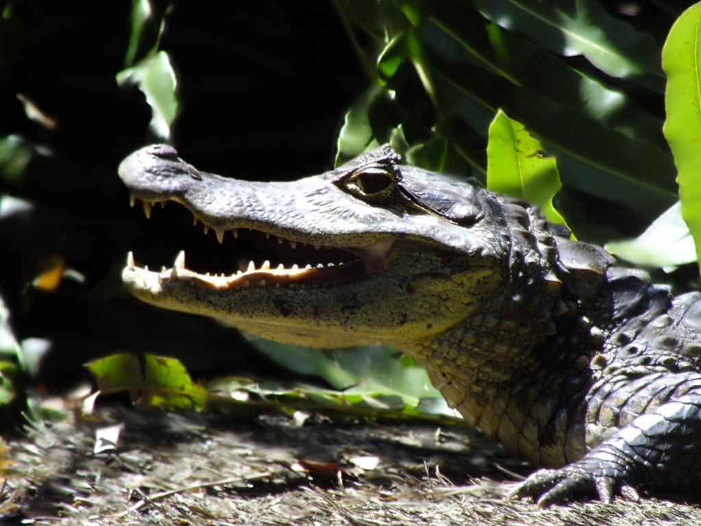 Cabinas Caribe Luna Cahuita Kültér fotó