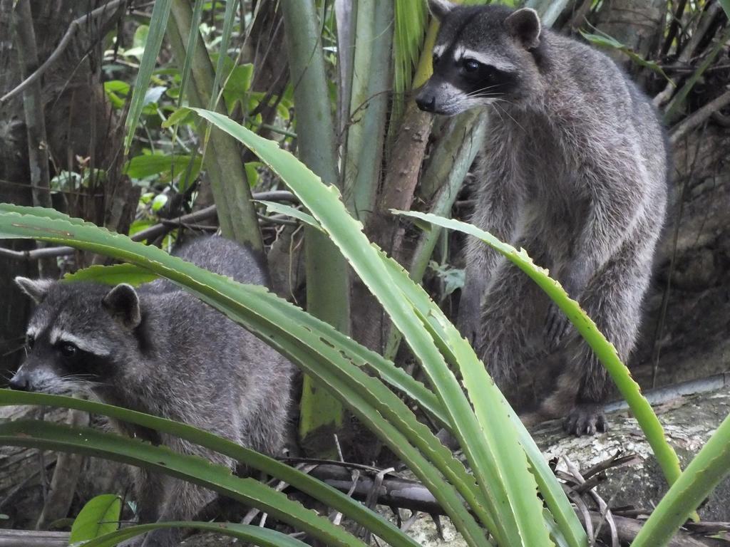 Cabinas Caribe Luna Cahuita Kültér fotó